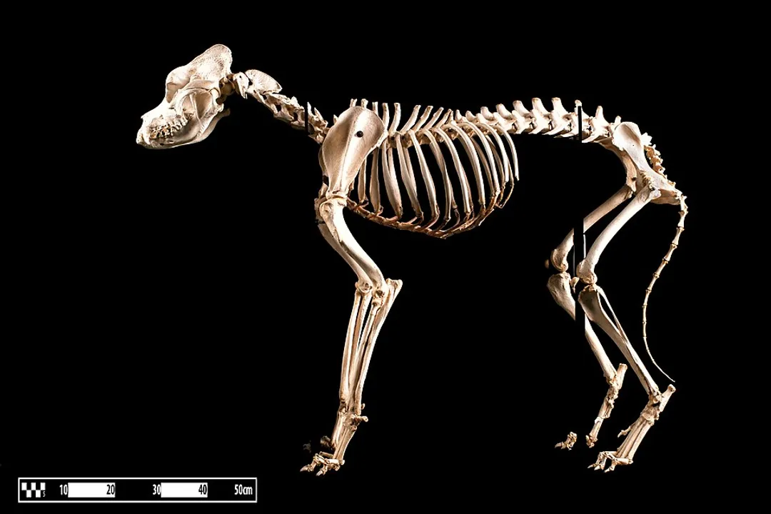 What are some fun facts about Saint Bernards?, The Myth of Brandy