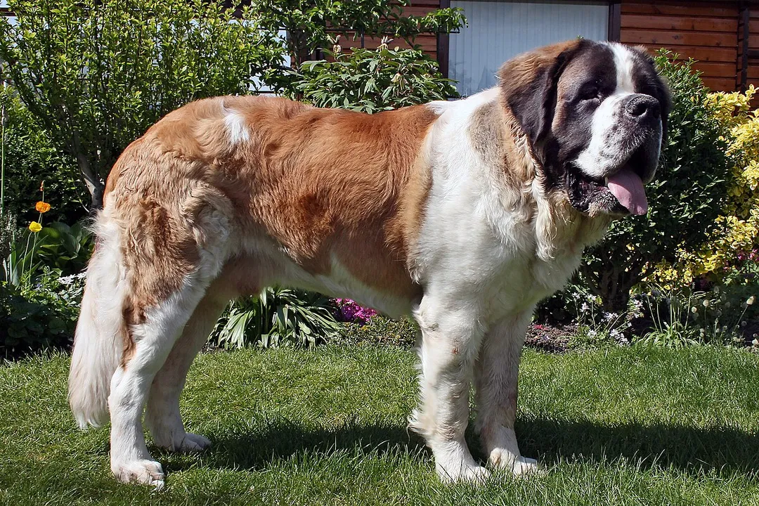 What are some fun facts about Saint Bernards?