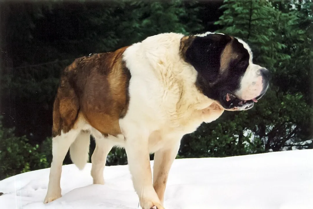 What are some fun facts about Saint Bernards?, Barry The Legend