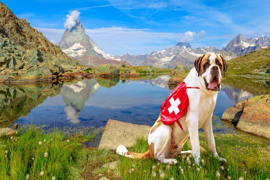 What are some fun facts about Saint Bernards?, Immense Proportions