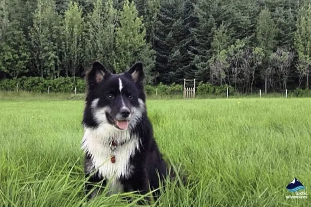 What are some fun facts about sheepdogs?, Working Origins