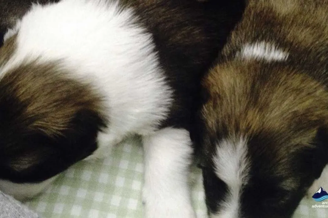 What are some fun facts about sheepdogs?, Barking Habits