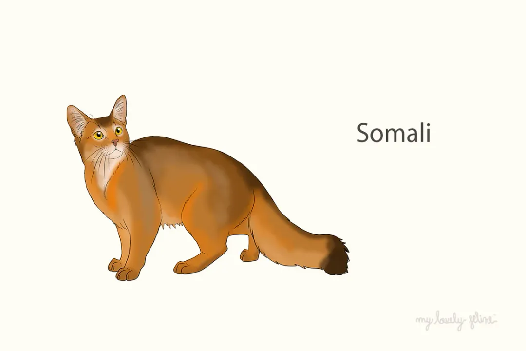 What are some fun facts about Somali cats?, Abyssinian Link