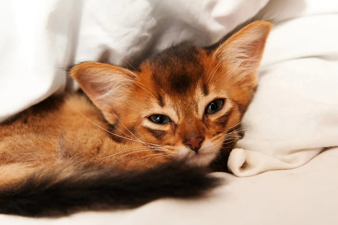 What are some fun facts about Somali cats?, Fox Look