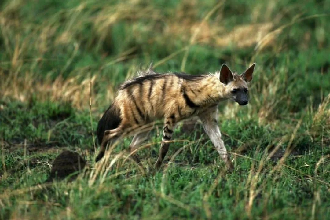 What are some fun facts about the aardwolf?, Slender Build