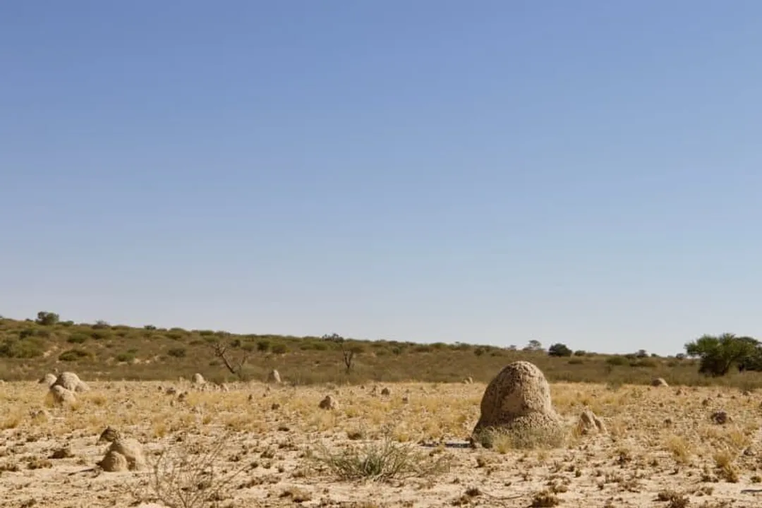 What are some fun facts about the aardwolf?, Dental Divide