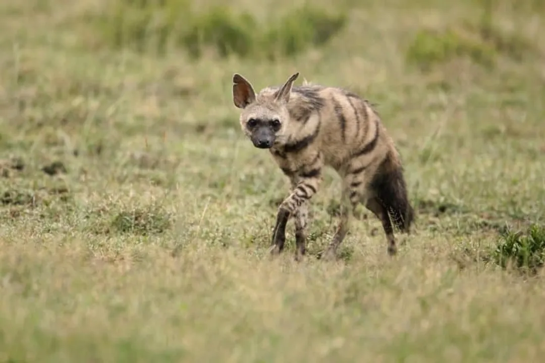 What are some fun facts about the aardwolf?