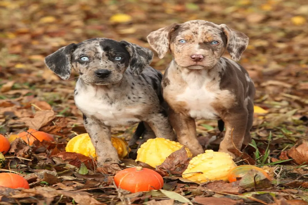 What are some fun facts about the Catahoula?, Louisiana Heritage