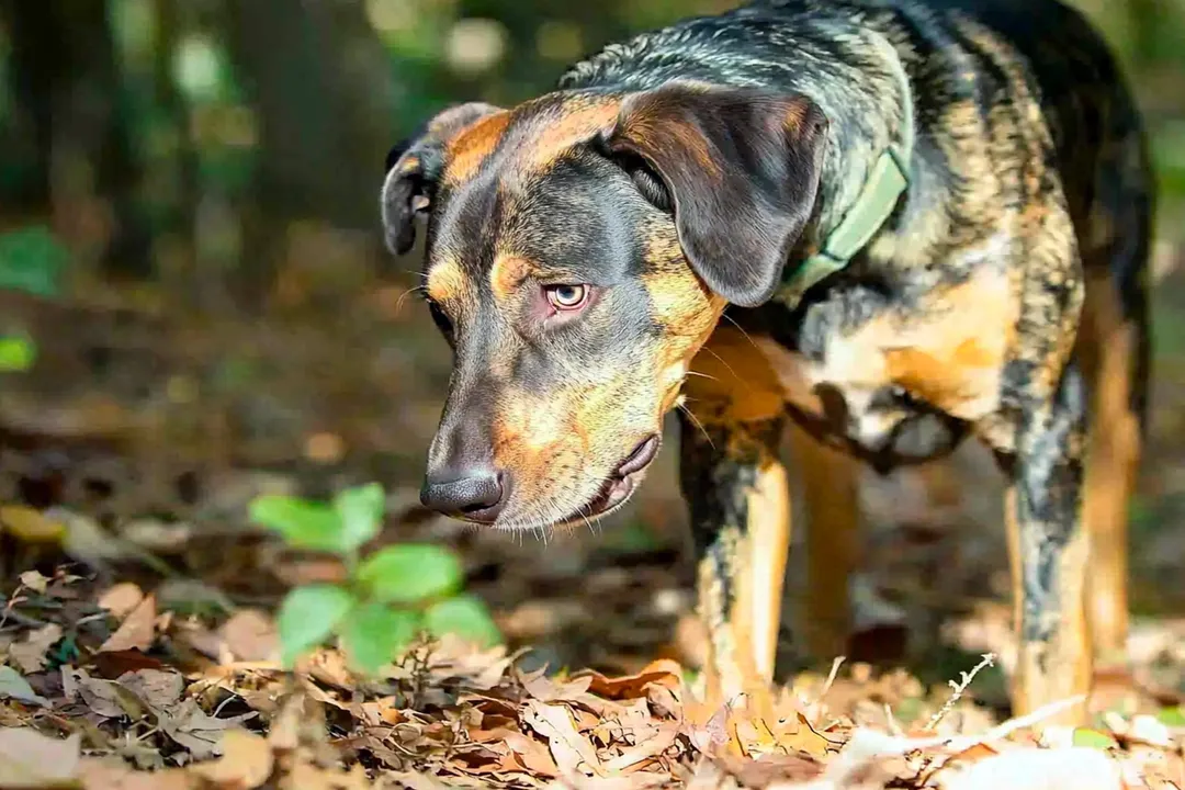 What are some fun facts about the Catahoula?, Working Roots