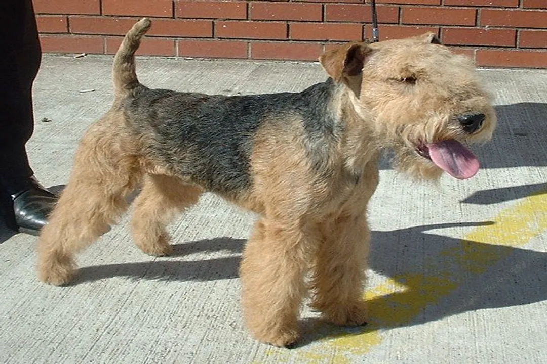 For what primary work was the Lakeland Terrier originally developed?