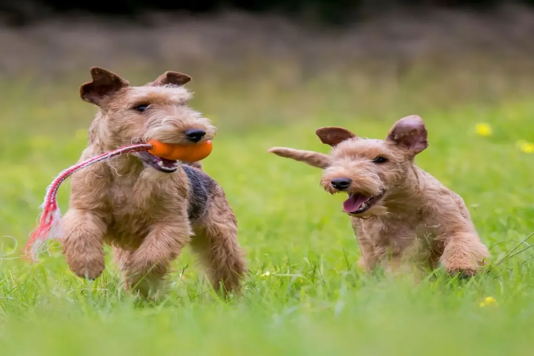 What are some fun facts about the Lakeland Terrier?, Wire Coat Detail