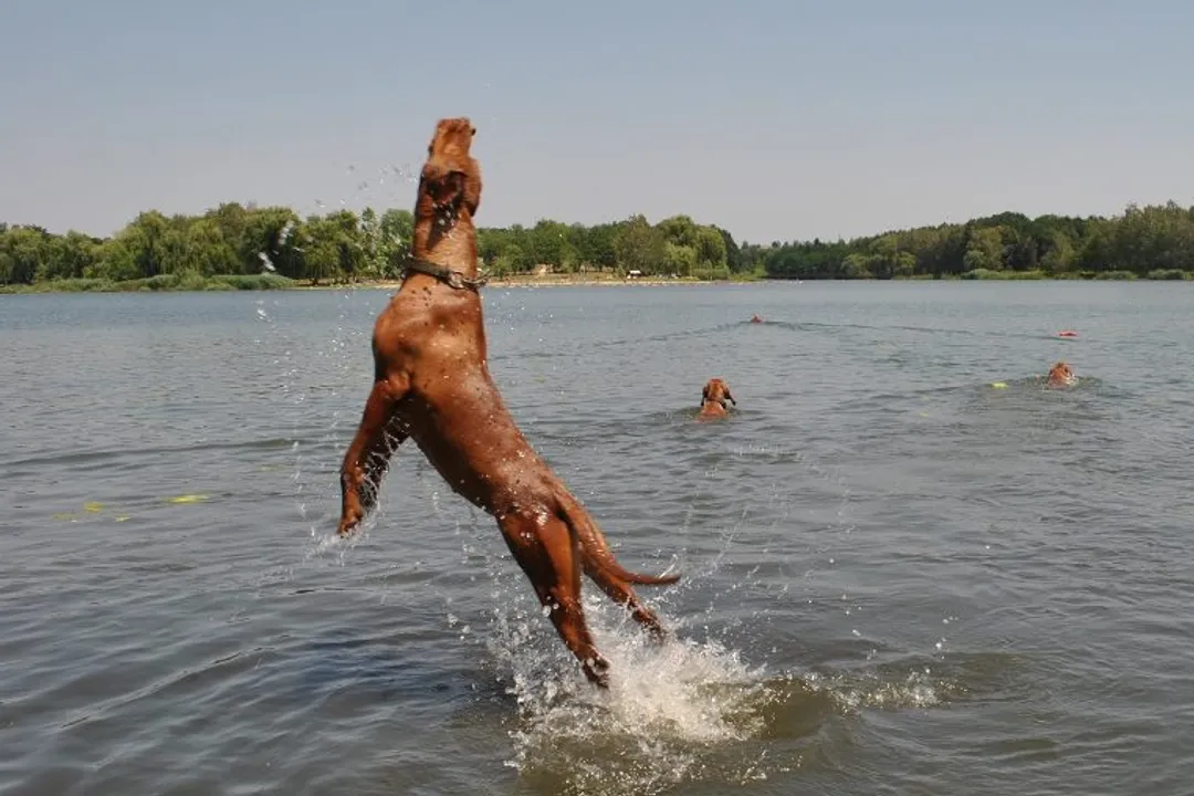 What are some fun facts about Vizslas?, Hungarian Royalty