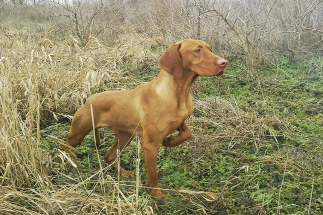 What are some fun facts about Vizslas?, Velcro Nature