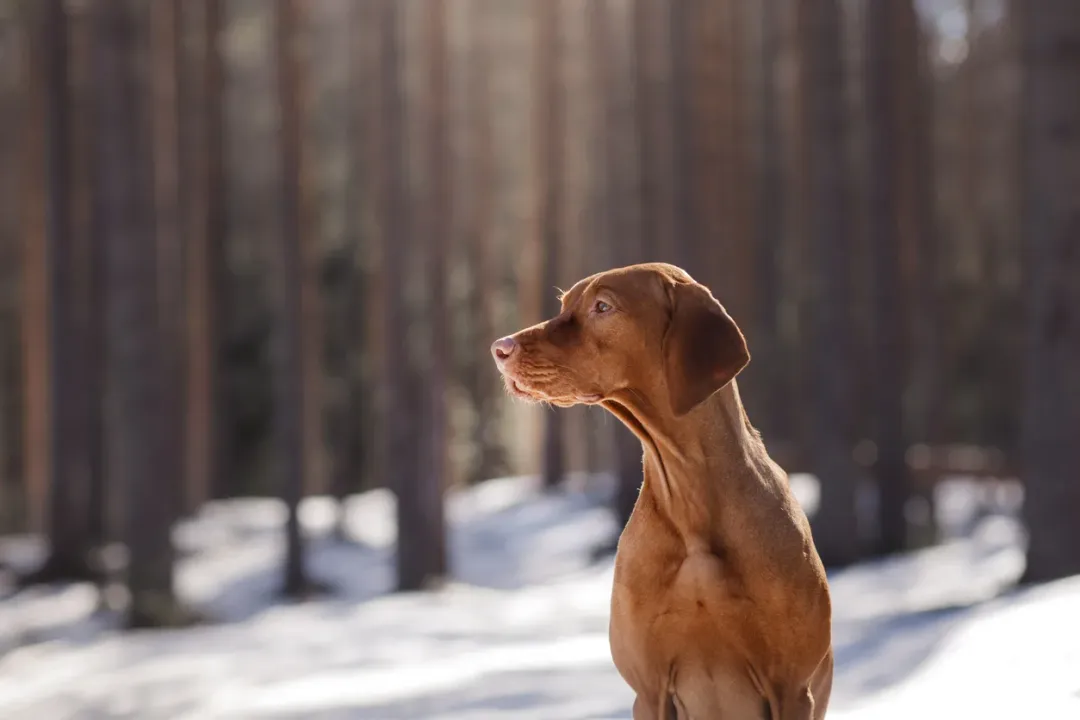 What are some fun facts about Vizslas?