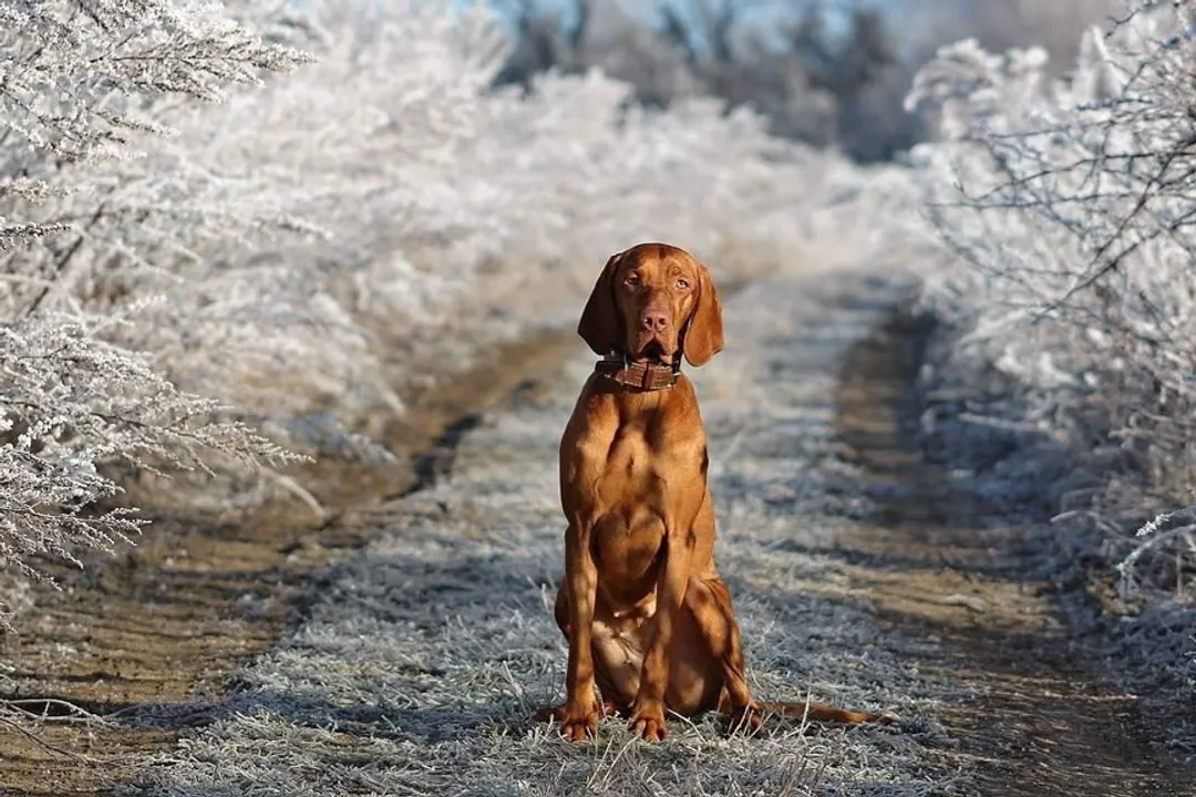 What are some fun facts about Vizslas?, Coat Color