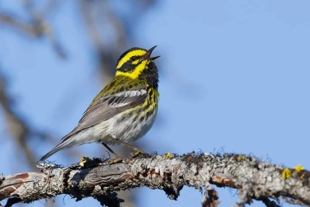 What are some fun facts about warblers?, Migration Mastery