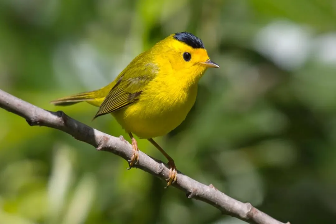 What does the Old French word *werbler*, which warblers are named after, signify?