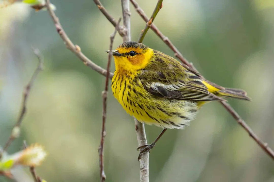 What are some fun facts about warblers?, Two Warbler Worlds