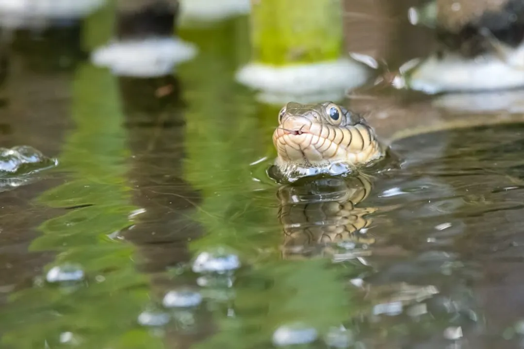 What are some fun facts about water snakes?
