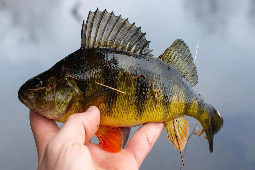 What are some fun facts about yellow perch?, Habitat Range
