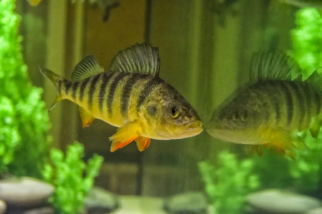 What are some fun facts about yellow perch?