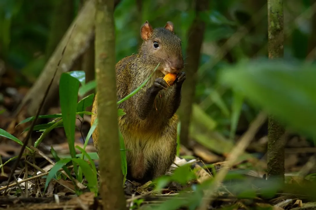 What are some interesting facts about agouti?, Physical Traits