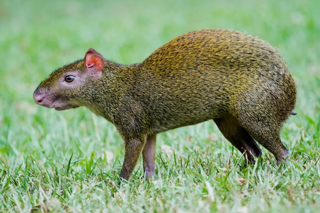 What are some interesting facts about agouti?