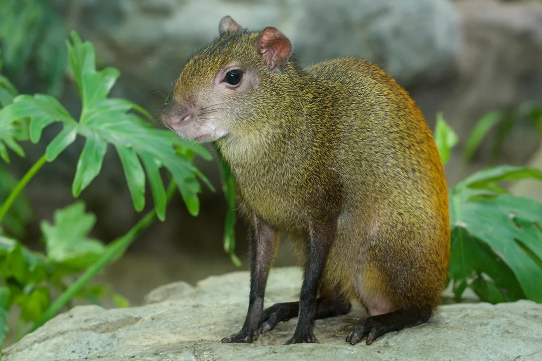 What are some interesting facts about agouti?, Forest Ecology