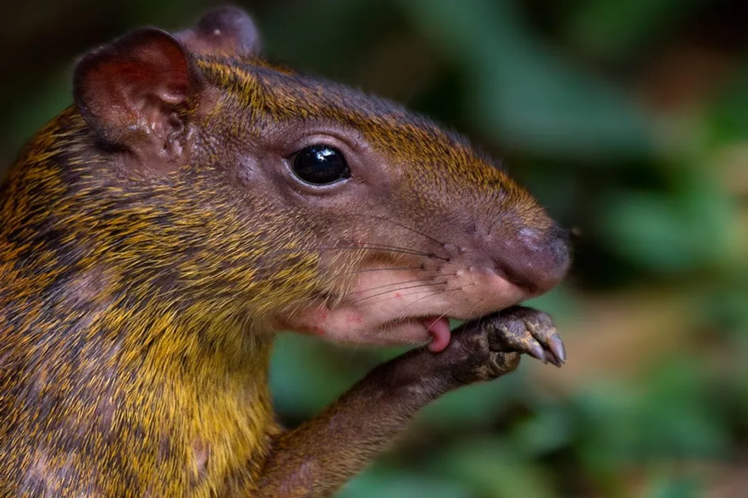 What are some interesting facts about agouti?, Habitat Range