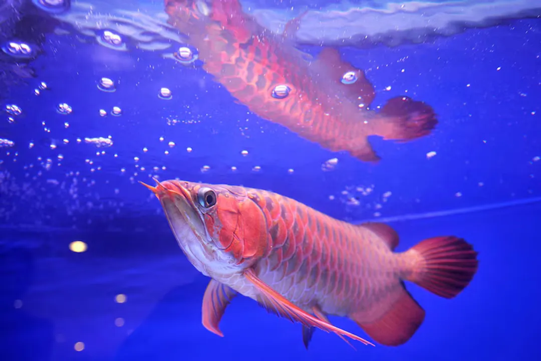 What are some interesting facts about arowana?, Predatory Style