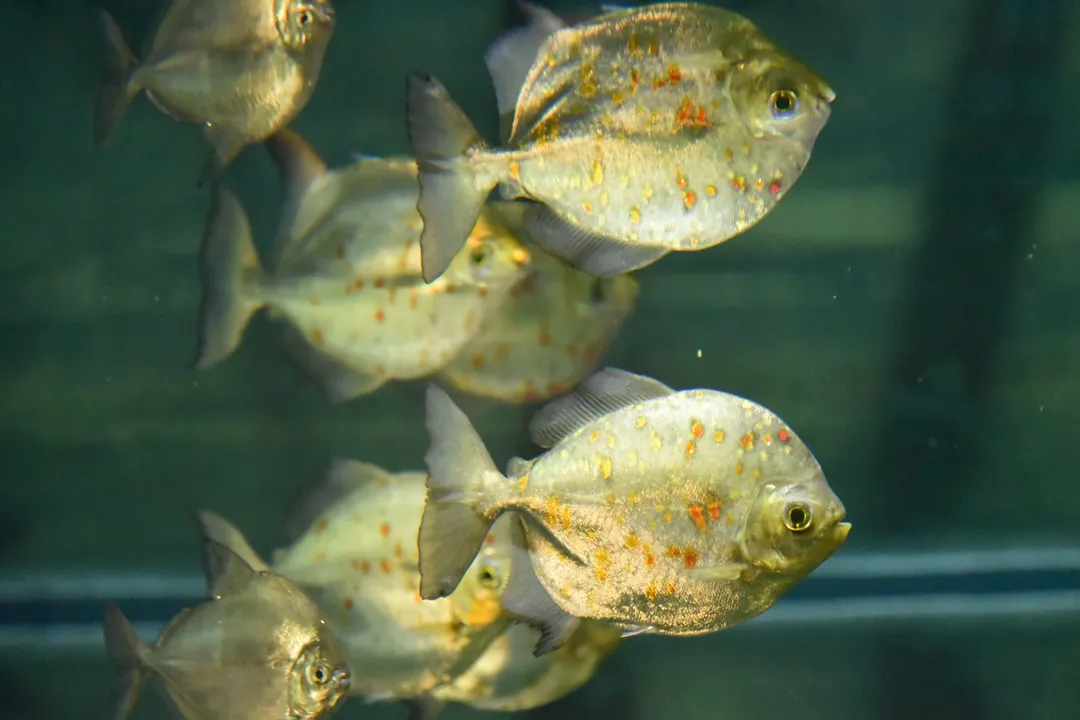 What are some interesting facts about arowana?, Breeding Facts