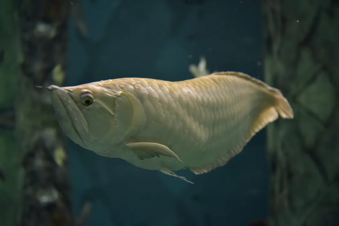 What are some interesting facts about arowana?, Scale Value