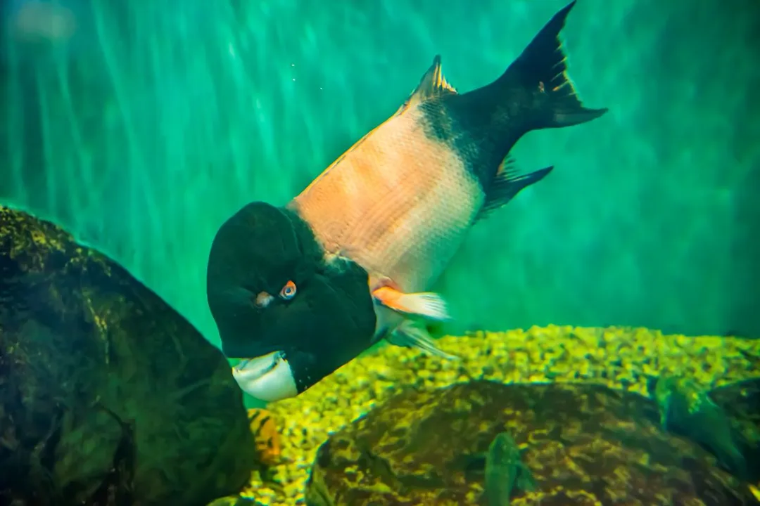 What are some interesting facts about arowana?