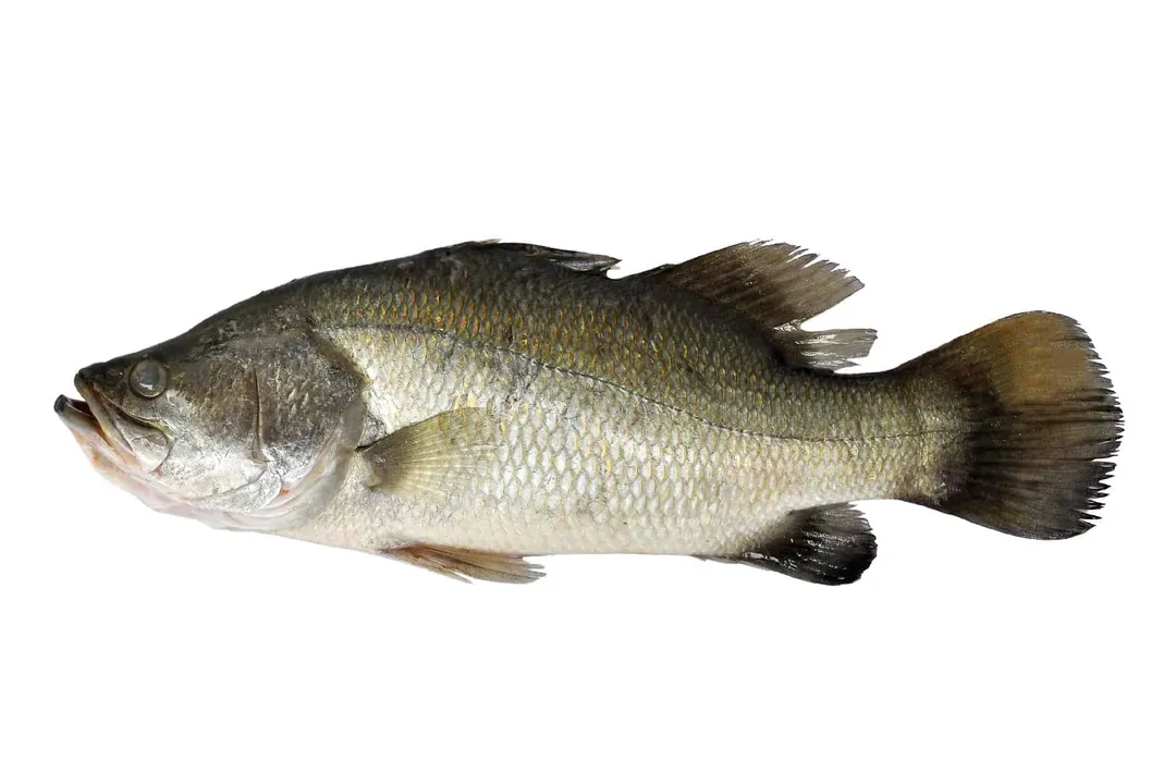 What are some interesting facts about barramundi?, Name Origin