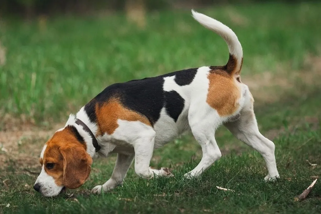 What are some interesting facts about Beagles?