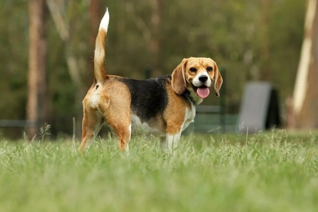 What are some interesting facts about Beagles?, Temperament and Sound