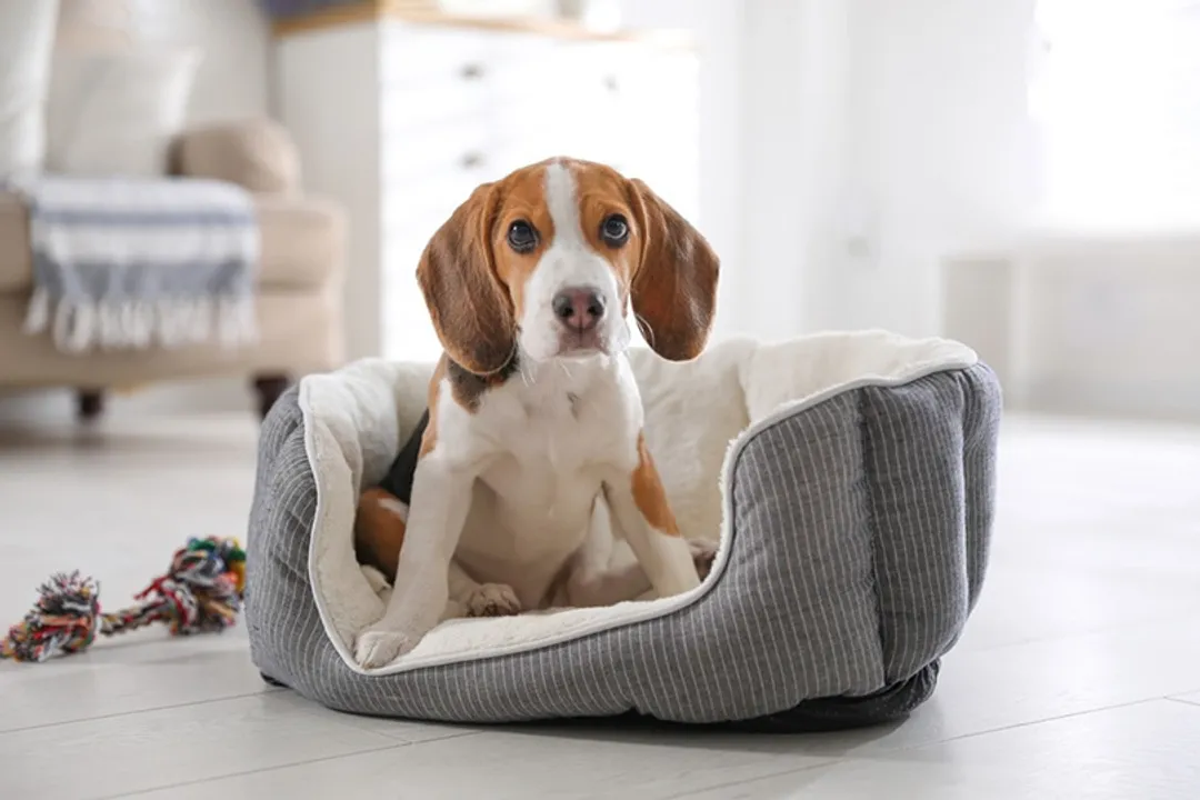 What are some interesting facts about Beagles?, Size Variation