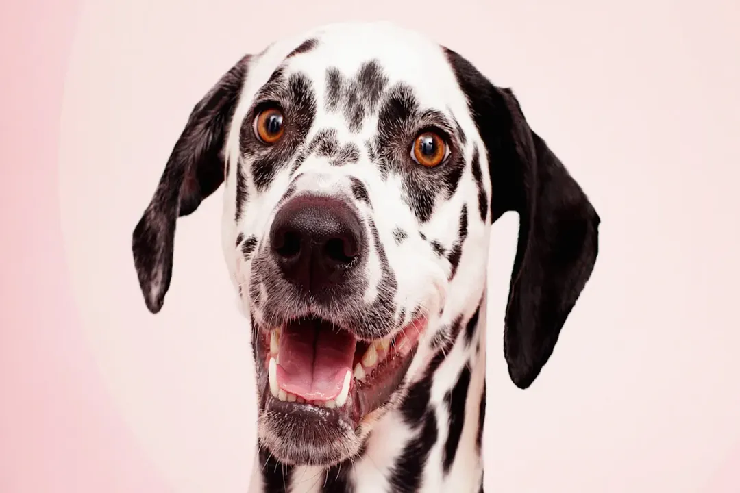 What are some interesting facts about Dalmatians?