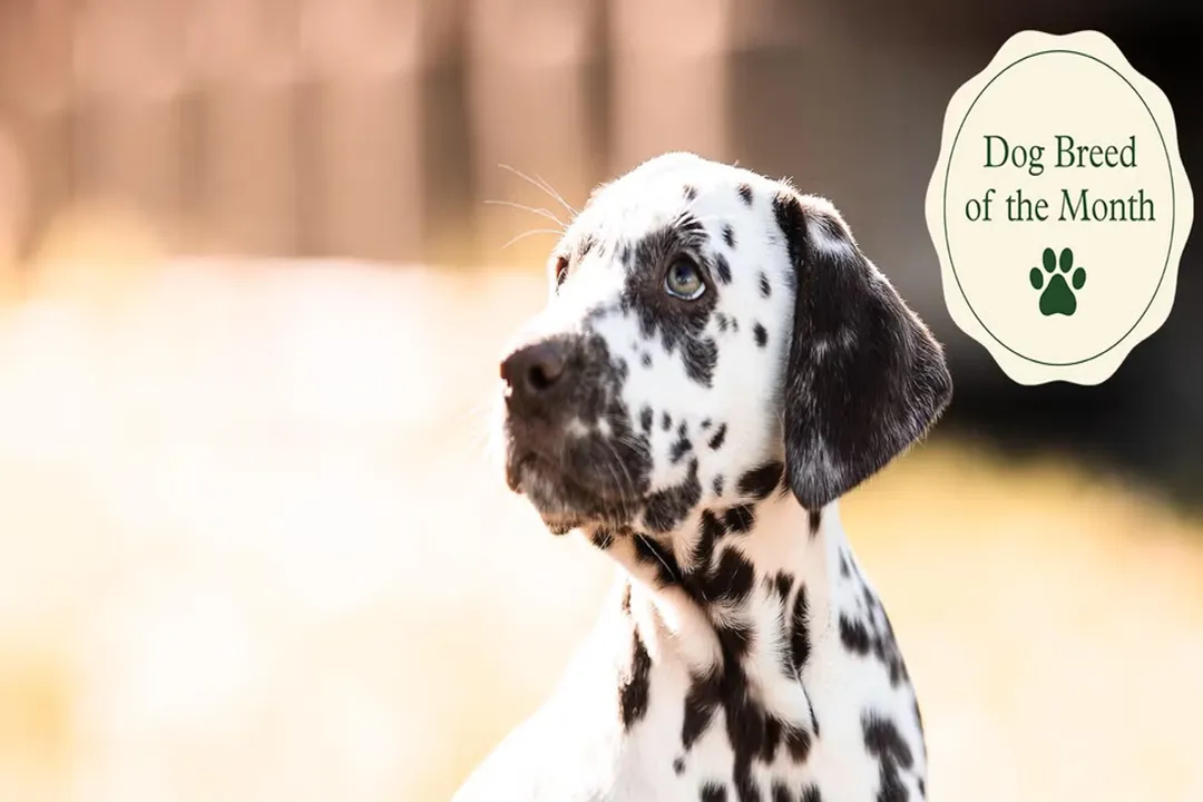 What are some interesting facts about Dalmatians?, Puppy Coats
