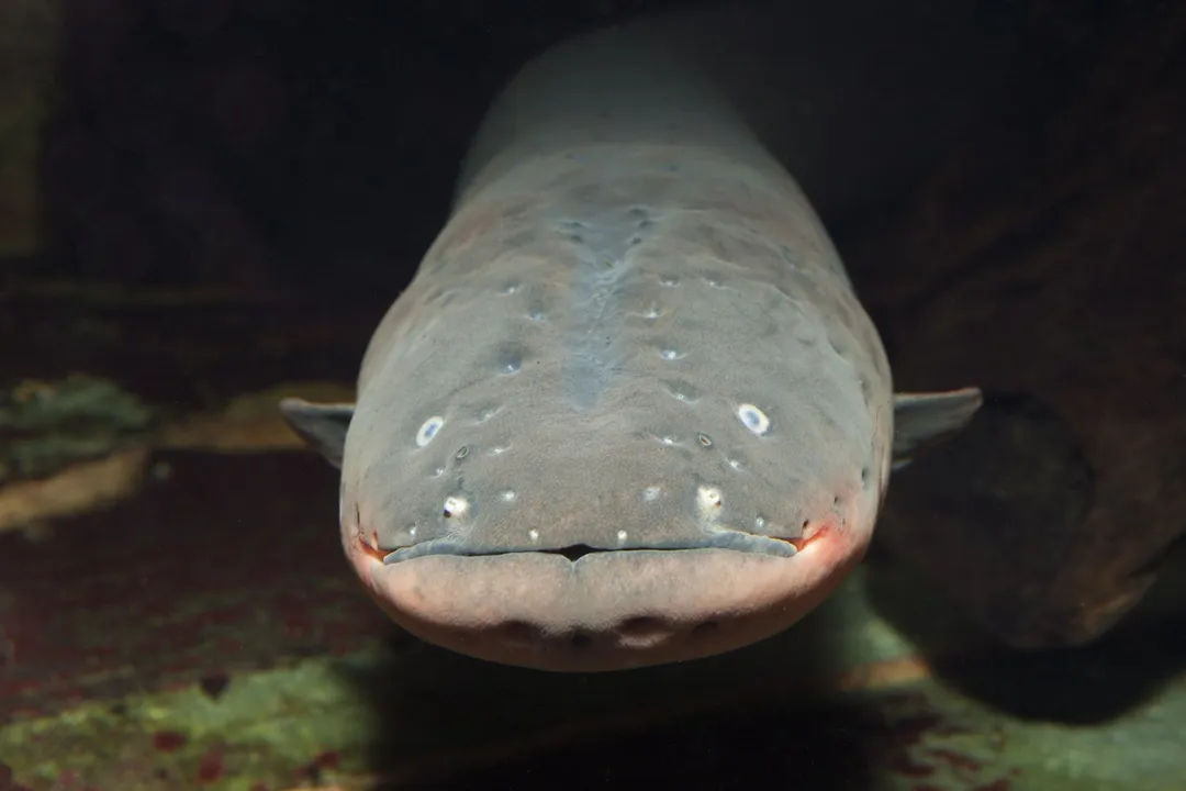 What are some interesting facts about electric eels?, Size and Life Cycle
