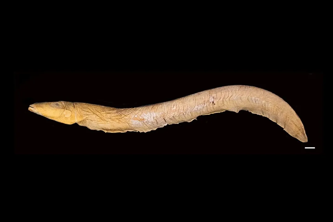 To which order of fish does the electric eel scientifically belong?