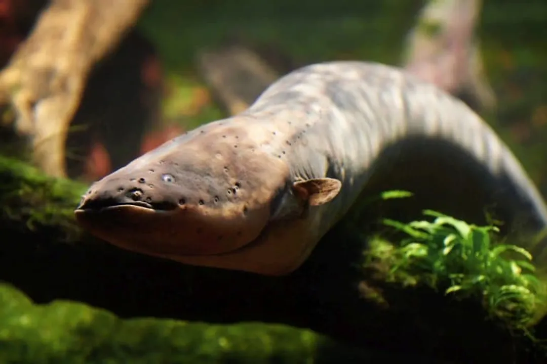 What are some interesting facts about electric eels?, Unique Respiratory Adaptations
