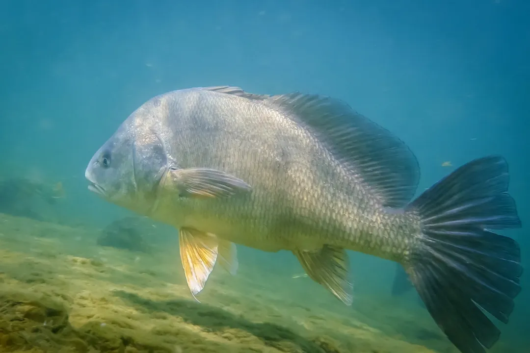 What are some interesting facts about freshwater drum?