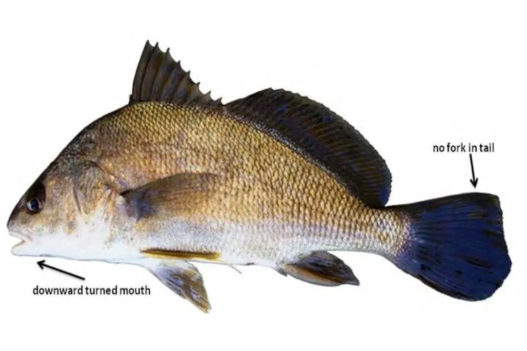 What are some interesting facts about freshwater drum?, Stone Treasures