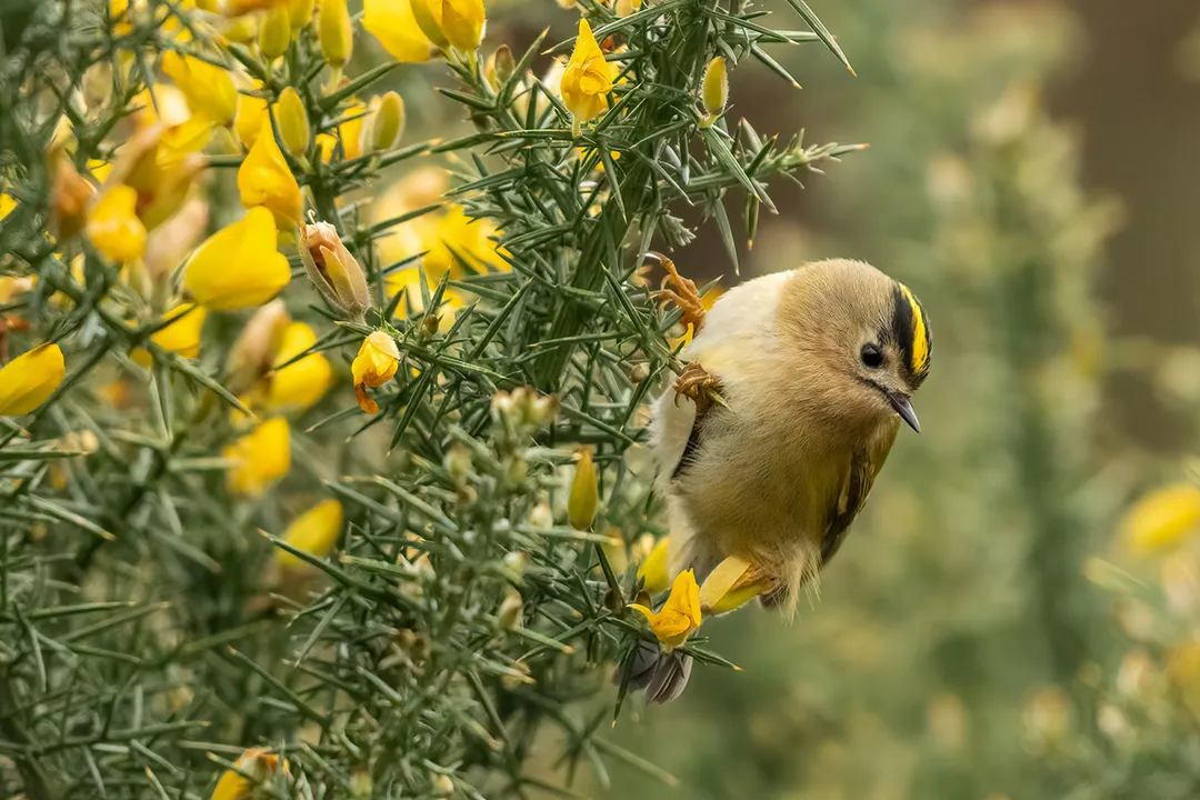What are some interesting facts about Goldcrest?