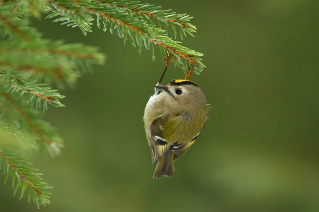 What are some interesting facts about Goldcrest?, Winter Flocks