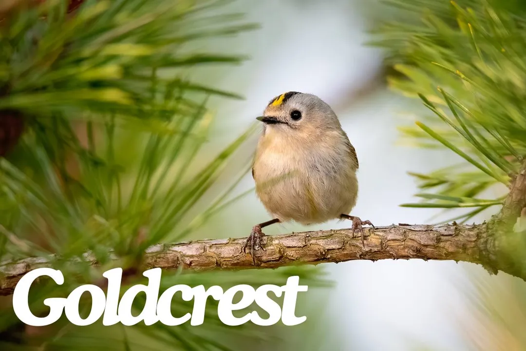 What are some interesting facts about Goldcrest?, Foraging Style