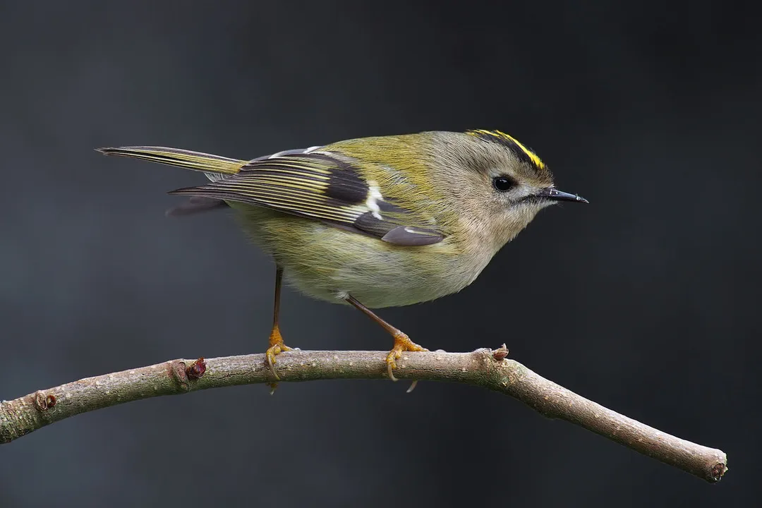What are some interesting facts about Goldcrest?, Habitat Preferences