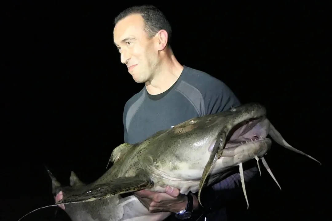 What are some interesting facts about Goonch Catfish?, Species Identity