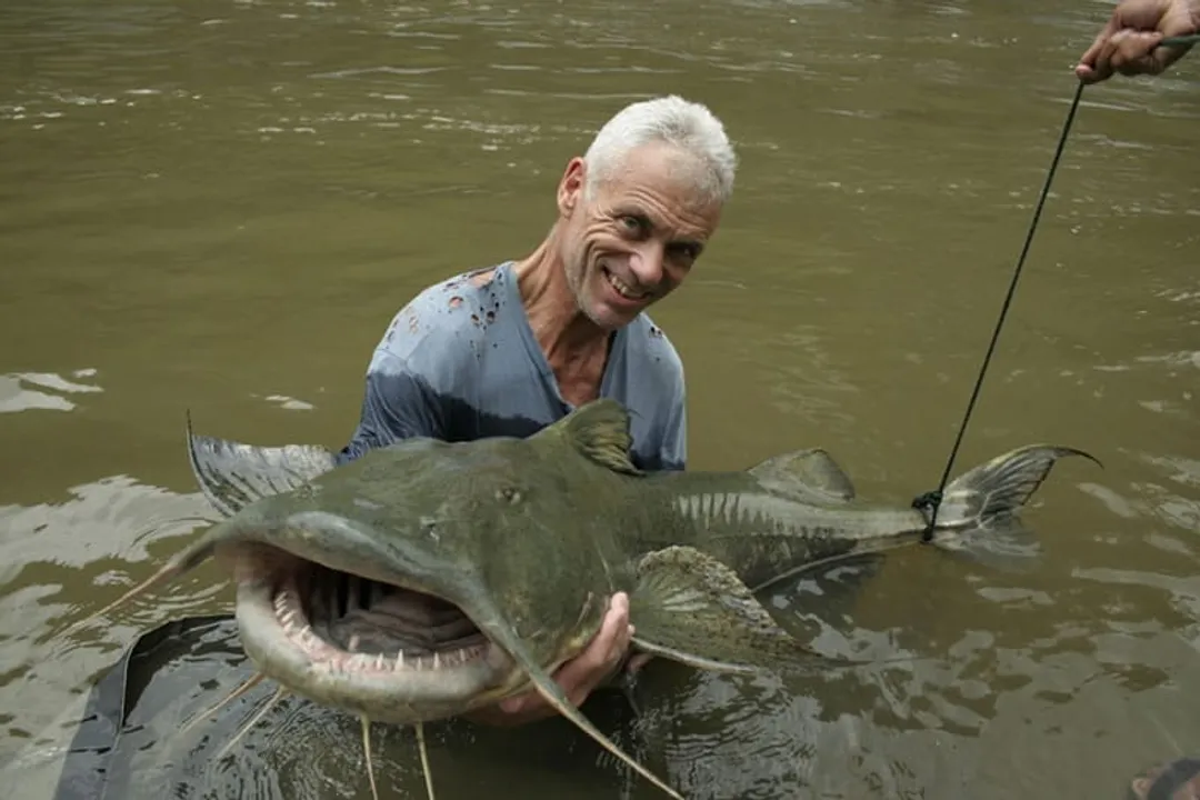 What are some interesting facts about Goonch Catfish?, Immense Size